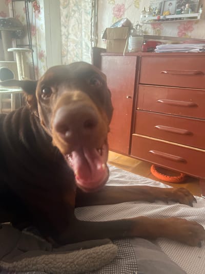 A brown dog is lying down on a patterned blanket in front of a dark red wooden dresser. The dog is facing the camera with its mouth open and tongue hanging out. The dresser has three drawers with metal handles. There is an orange dog toy on the floor under the dresser. In the background, there is a wall with floral wallpaper, a shelf with various items, and a cat tree. The scene appears to be indoors.