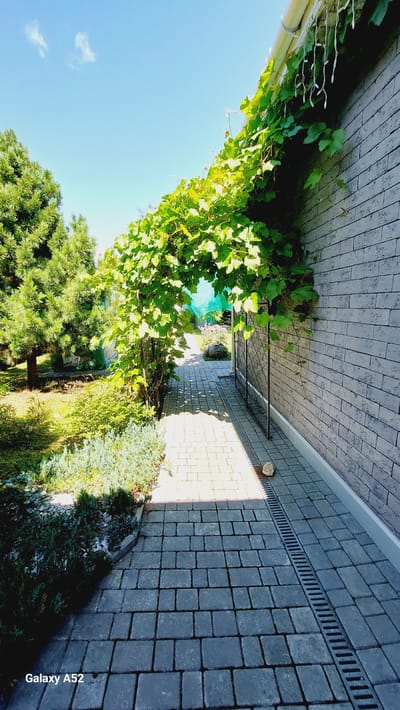 The image depicts a paved walkway next to a brick building, likely in Zhavoronki, Russia, given the provided context. A dense green vine archway overhangs the path, casting shadows. To the left of the walkway, there are pine trees and various low-lying green plants. The sky is clear blue with a few small clouds. The walkway is made of grey interlocking pavers and features a drainage grate along the side of the building. The building's exterior is a textured grey brick. There are no people or animals visible in the image.