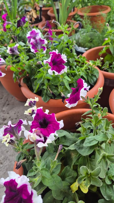 The image shows several potted petunias with dark pink and white petals, set against a backdrop of other potted plants and terracotta pots. The scene appears to be outdoors, possibly in a garden or nursery setting. The petunias are in various stages of bloom, with some flowers fully open and others in bud. The leaves of the petunias are green and slightly fuzzy. The terracotta pots are a warm, earthy orange color. In the background, other plants can be seen, including what appear to be gladiolus with tall green stalks. The ground beneath the pots is a light gray, likely concrete or pavement. There are no people or animals visible in the image. The overall impression is one of a well-maintained plant collection. The location is Stepnoe, Kazakhstan.