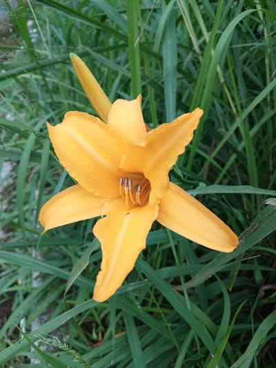 A vibrant orange daylily takes center stage against a backdrop of tall green grass. The flower features six prominent petals, each with a textured surface, and delicate stamens visible at its center. A closed bud is seen just behind the blooming flower. The surrounding greenery adds depth to the image, enhancing the flower's bright color.