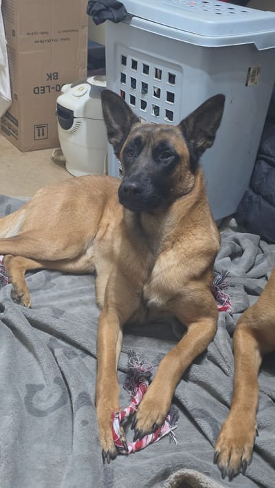 The scene is an indoor setting in Magny-les-Hameaux, France. A tan and black Belgian Malinois dog is lying on a crumpled gray blanket, positioned centrally within the frame. Its front paws rest on a red, white, and gray braided rope toy. The dog's head is turned slightly to its left, with its gaze directed forward. To the right, a portion of another tan dog's leg and paw is visible on the same blanket. In the background, from left to right, a large cardboard box labeled "AMSTRAD" and "O-LED BK" (inverted) with dimensions "77 x 25 x 58 cm" and "Poids: 13,5 kg" is present. Adjacent to the box, a white electric rice cooker or similar appliance with a dark gray lid and a visible power cord rests on the floor. Further right, a light gray plastic laundry basket containing clothing items is visible, with a black fabric draped over its top edge. The floor surface appears light-colored.