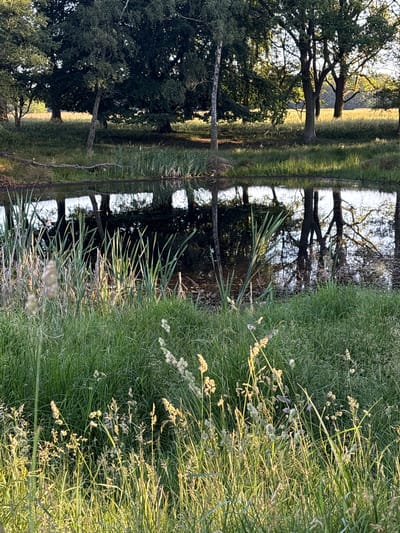 The image depicts a serene natural scene with a strong emphasis on the interplay of light and shadow on foliage and water. Tall trees with dense canopies dominate the left side of the frame, their dark silhouettes contrasting with the bright, sunlit background. The trees appear mature, with gnarled branches reaching out.
A body of water, likely a pond or slow-moving river, runs through the center, acting as a mirror reflecting the trees and the sky. The reflections are clear and detailed, creating a sense of depth and symmetry within the composition. On the right side of the water, lush green grass and reeds grow thickly, their blades catching the sunlight and appearing almost luminous. Some of the reeds have seed heads, adding a delicate texture to the scene.
The lighting suggests it is either early morning or late afternoon, with the sun casting long shadows and illuminating the grass with a warm, golden hue. The overall atmosphere is peaceful and tranquil, evoking a sense of calm and natural beauty. The scene appears to be set in a rural or park-like environment, given the presence of mature trees and the uncultivated appearance of the vegetation.
There are no visible people or man-made objects, focusing the viewer's attention entirely on the natural elements. The location context provided, Kongens Lyngby, Denmark, suggests a temperate climate where such lush greenery and tree formations are common. No text is visible in the image.