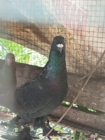This image, captured in Tanohmanyang, Indonesia, presents two domestic pigeons within a wire mesh enclosure. A dark-feathered pigeon, prominently positioned in the foreground and center, faces directly towards the viewer. Its head is dark black, featuring a distinct white cere above its beak and a bright orange-brown eye. The pigeon's neck and upper chest display an iridescent sheen with green and purple hues, transitioning to solid dark gray-black feathers across its body. Its feet, partially visible, are dark and feathered. To the left and slightly behind the primary pigeon, a second pigeon, primarily visible by its head and upper body, stands in partial obscurity. This second pigeon appears to have darker brown plumage and a dark eye. Both birds are situated on or near a rough, weathered wooden plank, which forms part of their enclosure structure. The enclosure's walls consist of black wire mesh, with additional wooden elements visible behind the birds. Beyond the enclosure, vibrant green foliage and natural light are discernible through the mesh, indicating an outdoor or semi-outdoor setting. A slender, light brown stick or branch is lodged diagonally within the enclosure, positioned to the right of the central pigeon. No human subjects are present or engaged in interaction.