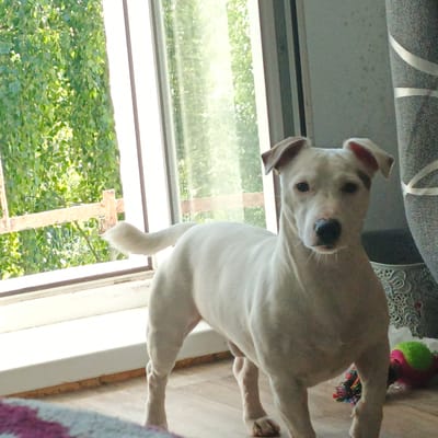 A white dog with floppy ears stands on a wooden floor in front of a window. Through the window, green foliage is visible. To the right of the dog, a gray patterned curtain hangs. In the background, a decorative basket and a dog toy are present. The image appears to be taken indoors, possibly in a residential setting. There are no people present in the image. There is no indication of the location in the city of Vyshgorodok, Russia.