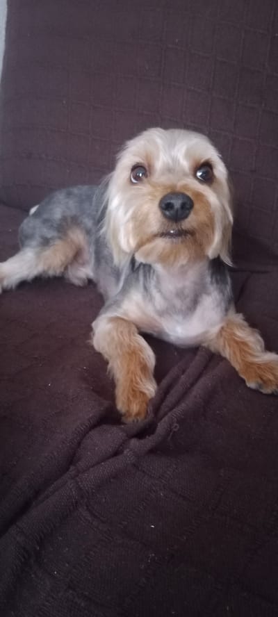 A Yorkshire Terrier dog is lying on a brown blanket. The dog has gray and tan fur and is looking at the camera with its mouth slightly open. The dog is in a relaxed pose, with its front paws extended. The background is a blurry brown surface. The image was taken indoors in a home in Galapagar, Spain.