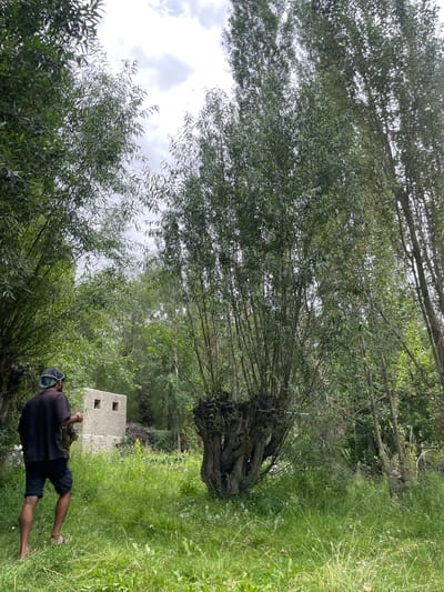 In Panamik, India, a person stands in a lush green environment with tall trees and overgrown grass. The individual, viewed from behind, is wearing a black t-shirt, dark shorts, and a cap. They are facing away from the camera, towards a small, concrete structure with two square openings. The structure appears weathered. The foreground consists of a dense carpet of green grass, with some areas of taller weeds and wildflowers. The background is dominated by a dense canopy of tall, slender trees, their leaves creating a dappled effect with the sky. The sky itself is overcast with clouds. To the left of the concrete structure and behind the person, another, thicker tree trunk with gnarled branches is visible.