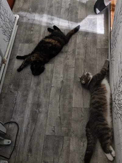 Two cats are lying on a wooden floor. On the left, a tortoiseshell cat is lying on its back with its paws in the air. On the right, a tabby cat is lying on its side, with its back against a wall and its front paws extended upwards. The floor is grey and appears to be laminate. The wall has a patterned wallpaper. A shadow from a window falls across the floor and the cats. There is a white pipe running along the wall on the left, and a white radiator or heater is visible at the bottom left of the image. A sliver of a person's foot in a slipper is visible at the top right of the image. The scene appears to be indoors.