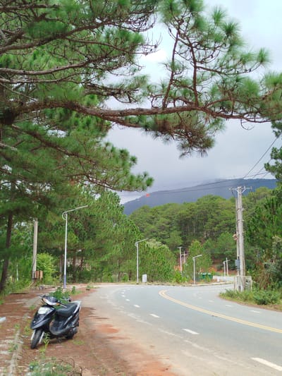 This image depicts a scenic road in the vicinity of Lang Biang in Da Lat, Vietnam. The foreground features a black scooter parked on the side of a dusty, reddish-brown dirt path that runs alongside a paved asphalt road. The road curves gently to the right, marked with double yellow lines and white dashed lines. Lush green pine trees dominate the landscape, with branches of a large pine tree extending into the upper portion of the frame, providing a canopy. In the middle ground, streetlights and utility poles are visible along the roadside. Beyond the road, a dense forest of pine trees covers rolling hills, and a hazy mountain range is visible in the background under an overcast sky. The overall impression is one of a tranquil, natural setting on the outskirts of the city.