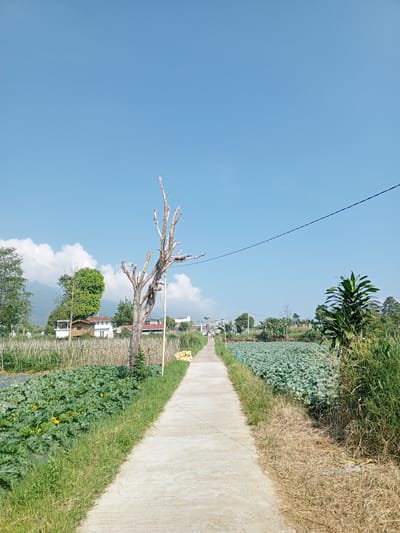 The image presents a rural scene in what appears to be a farming area. A concrete path leads into the distance, flanked by cultivated fields on either side. To the left of the path, vegetation includes what looks like squash plants with yellow flowers, while the field on the right appears to contain a leafy green crop, possibly cabbage or lettuce. A leafless tree stands near the edge of the path on the left. In the background, houses and additional trees dot the landscape under a clear blue sky. A utility wire stretches across the sky. Given the presence of the path, crops, and buildings, this is probably an agricultural region. The location is Ban Katan, Laos. There are 2 people near the path in the distance.
