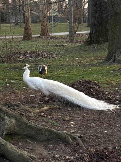 The image displays an outdoor park scene in Pezinok, Slovakia. In the foreground, an adult white peacock stands in profile, facing left, on an area of brown earth with visible tree roots and scattered brown fallen leaves. Its extended white tail feathers trail prominently to the right. In the mid-ground, slightly behind and to the right of the white peacock, a second, darker-colored peacock is present, partially obscured by green grass and leaf litter, facing away from the camera. The background consists of numerous deciduous trees with bare branches and dark trunks, distributed across a grassy expanse containing more fallen leaves. A curved path is discernible further back, beyond which a metal fence and indistinct distant structures are visible. The ground cover varies from bare earth and tree roots to patches of green grass and accumulations of dried leaves. Natural daylight illuminates the scene.