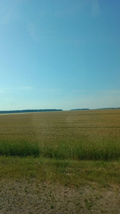 The image depicts a vast, golden wheat field under a clear blue sky. The field stretches horizontally across the frame, meeting a dark green line of trees in the distance. The foreground shows a strip of grassy terrain with some gravelly patches. The scene appears to be a rural landscape, likely in or around the Мірскі сельскі Савет in Belarus, given its typical agricultural terrain. There are no people, animals, or vehicles visible in the image, and no discernible actions or interactions are taking place. The overall impression is one of tranquil, natural beauty on a sunny day.
