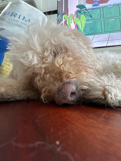 A close-up, low-angle shot shows a light-colored, fluffy dog with its head resting on a wooden surface. The dog's fur is tousled, obscuring much of its face, but its snout and a portion of its eye are visible. The dog appears to be sleeping or resting. In the background, out of focus, is a white shopping bag with blue text that reads "PRIM LOVE THE." Further back, a colorful image of plants and cabinetry is visible on what appears to be a screen. The environment suggests an indoor setting, possibly a home or a retail space, and the presence of the shopping bag with Spanish text may indicate the location is within Spain. Without further information or context, it is not possible to determine the specific location in Vigo, Spain.