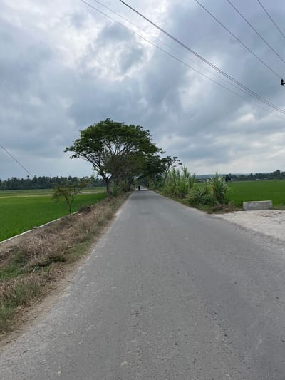 This image depicts a rural asphalt road extending into the distance under an overcast sky in Bayu, Indonesia. The road surface is grey and shows minor wear. On the left side of the road, green rice paddies are visible, bordered by a low, light-colored concrete retaining wall. Between the wall and the road, a strip of dry, light brown grass and weeds is present, interspersed with small green plants, including one distinct young tree in the foreground. Further along the left side, a dense line of mature trees with full green canopies partially shades the road, creating an arbor effect. A single individual on a bicycle is discernible moving away from the viewer in the middle distance, positioned within the road's boundaries, partially obscured by the trees. On the right side of the road, a patch of tall, light green, reedy vegetation (possibly sugarcane or dense wild grass) is visible, with more green rice paddies beyond it. A light-colored concrete block or low structure is situated on the immediate right side, near the foreground. The sky is predominantly covered with dense, grey clouds, indicating overcast weather. Several dark utility lines, likely power or communication cables, traverse the upper portion of the frame against the cloudy backdrop. The scene is devoid of other discernible human activity or structures aside from the distant fields and trees.