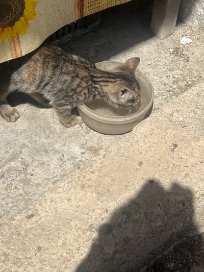A tabby kitten is drinking water from a plastic bowl placed on a textured concrete ground. The kitten is positioned on the left side of the image, with its head lowered into the bowl. The background includes a woven fabric with a sunflower print on the left and a wooden post on the right. The ground appears to be a walkway or patio. There is a shadow of the kitten cast on the ground in the lower right portion of the image. The scene is outdoors, likely in a residential area or alleyway in Zelenikovo, Bulgaria.