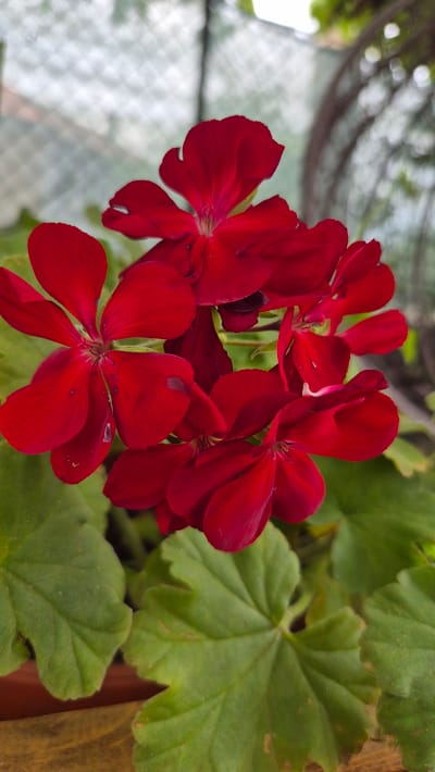 A close-up, vertical, eye-level shot focuses on a cluster of vibrant red geranium flowers, their petals slightly velvety and some showing minor dark spots. The flowers are in full bloom, with multiple blossoms forming a bouquet. They are set against a backdrop of lush, green leaves, which are broad with serrated edges. In the upper portion of the image, a blurred, out-of-focus background suggests an outdoor environment, possibly a garden or patio, with hints of a trellis or fence structure and diffused light. The lower part of the frame reveals a wooden surface, likely the edge of a planter box or table, with a brown pot visible beneath the leaves. There are no people or animals present. The scene is located in Doirentsi, Bulgaria.