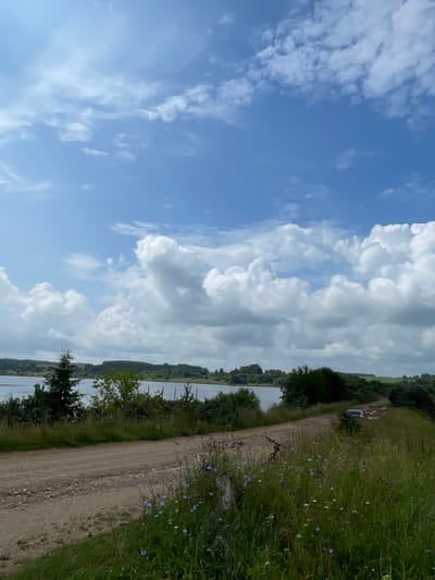 The image depicts a rural landscape under a bright, cloudy sky. A dirt road winds through tall green grass dotted with small purple and blue wildflowers in the foreground. The road leads towards a body of water, likely a lake or river, visible in the mid-ground. The shoreline is lined with various trees, including a tall, slender evergreen on the left. Beyond the water, a gently rolling landscape of green fields and forests stretches to the horizon. The sky is a vibrant blue, filled with large, fluffy white cumulus clouds. There are no people or animals visible in the scene. The overall impression is one of serene natural beauty.