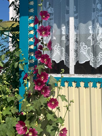 In Большой Гондыр, Russia, a close-up shot focuses on a cluster of dark pink hollyhock flowers in bloom, their petals unfurling against a backdrop of lush green leaves. The flowers are positioned in the foreground, with their stems reaching upwards. Behind the flora, a section of a building is visible, featuring a light yellow corrugated metal wall adorned with a decorative teal trim along its upper edge. To the left of the teal trim, a vertical teal beam stands out, separating the building's wall from foliage and a white, weathered window. The window is covered by a white lace curtain with a floral pattern. The scene is illuminated by bright sunlight, casting shadows and highlighting the textures of the plants and the building.
