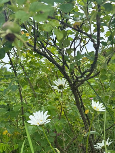 This is a photograph of a garden with several white daisy-like flowers in bloom, interspersed with green foliage and thorny branches. The image appears to be taken outdoors, possibly in a wild or naturalized garden setting. The flowers have white petals and yellow centers. The background consists of dense greenery and a pale, overcast sky. The scene is lush and appears to be a close-up view of the flowers and plants. The location in the city of Рассвет, Russia, is not explicitly indicated by any landmarks or features within the image.