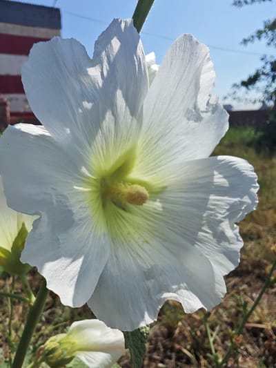 A close-up, low-angle, outdoor shot focuses on a large, white hollyhock flower in bloom. The flower's petals are delicate and slightly ruffled, with a prominent yellow stamen cluster at its center, radiating a pale yellow hue. Sunlight illuminates the flower, creating distinct shadows on its petals. In the background, a building with red and white stripes is visible, along with blurred green foliage and a bright blue sky. A partially visible bud of a similar white flower is present in the lower left corner. The surrounding ground is covered with dry grass and small green sprigs. The image was captured in the city of Güldala, Kazakhstan.