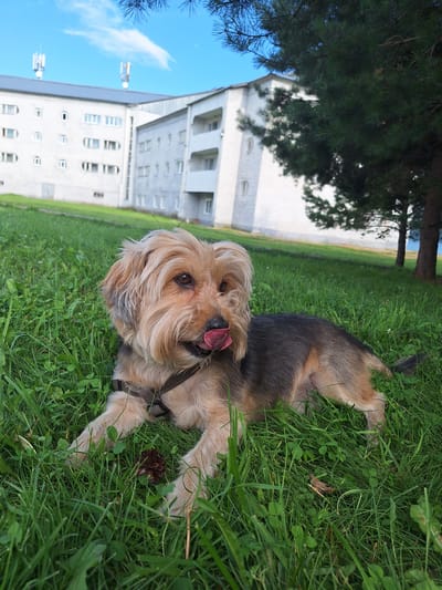 An elderly, light brown and tan mixed-breed dog with a dark grey back is lying on bright green grass in front of a large, white, multi-story building. The dog's tongue is sticking out. In the background, the building has multiple windows and balconies. Two cell towers are visible on the roof of the building. A large pine tree is to the right of the building, with its branches partially obscuring the view of the building. The sky is blue with a few white clouds. The image is taken from a low angle, looking up at the dog and the building. The location is identified as Атамановка, Russia.