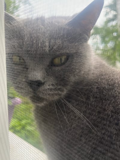 A close-up, eye-level shot captures a grey cat looking through a screen door. The cat's face is prominently featured, with its eyes, nose, and whiskers clearly visible. The screen door creates a textured, grid-like overlay on the image. Through the screen, a blurry background of green foliage and a pale sky can be seen, suggesting an outdoor environment. The lighting is soft, likely natural daylight. There are no people or other animals present. The scene is indoors, looking out.