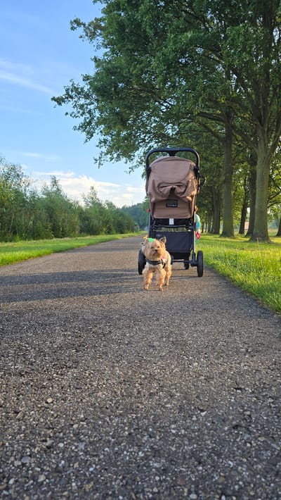 A small Yorkshire Terrier is standing on a paved path in Braamt, Netherlands. The dog is wearing a harness and a green accessory on its head. Behind the dog is a stroller with a tan fabric cover. The path is lined with green grass and tall trees. The sky is blue with some scattered clouds. The image appears to be taken during the daytime.