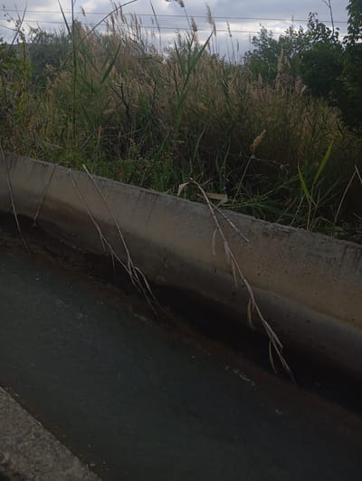 The image shows a concrete irrigation ditch filled with dark water. Reeds and other vegetation grow along the top edge of the ditch, and dry stalks hang down into the water. In the background, more reeds and trees are visible under a cloudy sky. There are no people or animals in the image. The scene appears to be in a rural or semi-rural area, possibly on the outskirts of the city of Kızıl-Bel, Kyrgyzstan, given the presence of irrigation infrastructure and vegetation common to such environments.