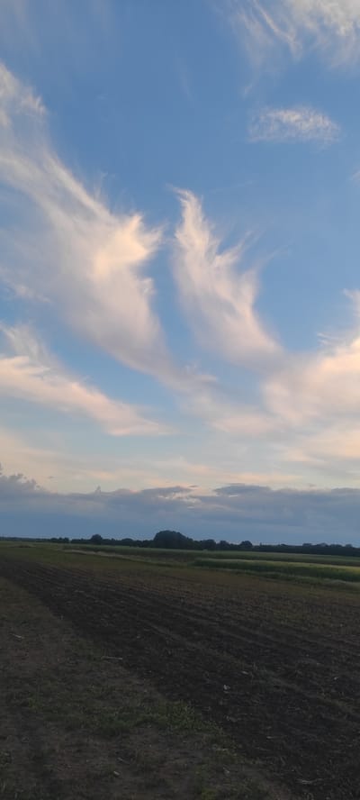 A vertical, medium-shot, eye-level photograph captures a wide expanse of a field under a twilight sky. The foreground is dominated by dark, tilled soil, showing the distinct patterns of plowing. A strip of green grass runs along the far left edge of the field. Beyond the tilled earth, the landscape transitions into fields of green crops. A line of trees forms a distant horizon, with a mound covered in trees slightly left of center. The sky above is a gradient of soft blue and pink hues, featuring wispy white clouds that are illuminated by the setting sun. The image was taken in Kobeliachok, Ukraine, during the evening. There are no people or animals present in the scene.