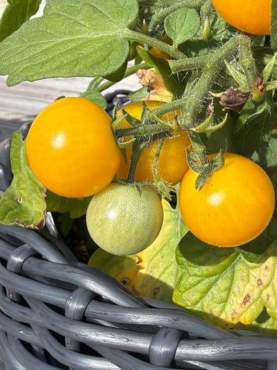The image shows a close-up view of a tomato plant with several ripe yellow cherry tomatoes and one green tomato. The tomatoes are on vines with green leaves and fuzzy stems. They are growing in a grey woven basket. The background is out of focus, but appears to be a wooden surface. There are no people or animals visible in the image. The image is taken in the city of Aespa, Estonia.