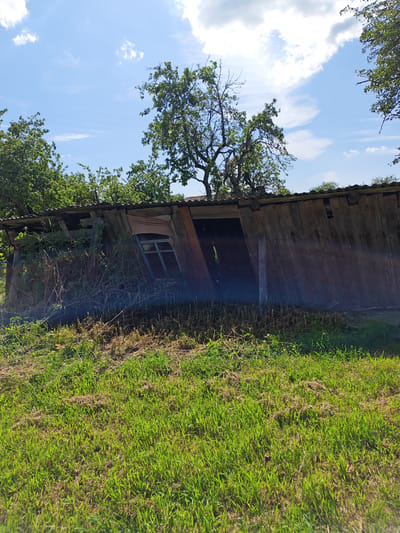 The image depicts a dilapidated wooden shed in an outdoor setting, possibly in a rural area of Belarus. The shed is leaning precariously, with its wooden planks weathered and some missing. The corrugated metal roof appears damaged, with sections missing or bent. Overgrown vegetation, including vines and tall grass, encroaches on and around the structure, giving it a neglected appearance. A small, broken window with a wooden frame is visible on one side of the shed. The entrance to the shed is open and dark, suggesting disuse.
The scene is bathed in bright sunlight, indicating it is daytime, likely mid-morning or afternoon, given the shadows. The sky above is blue with scattered white clouds. Trees with lush green foliage surround the shed, further emphasizing a natural, possibly overgrown, environment. The foreground is covered in vibrant green grass, with some dry, brown grass and straw interspersed.
There is no discernible activity taking place in the image; it appears to be a static scene capturing the current state of the shed. The overall mood conveyed is one of decay and abandonment, though the bright sunlight and green vegetation also suggest the persistence of nature. No text is visible in the image. The location context indicates this scene is within the Leninski Sel'ski Sovet in Belarus.