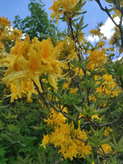 The image shows a close-up of a bush with bright yellow flowers. The flowers are delicate and trumpet-shaped, with long, thin stamens. They are clustered together on thin branches, surrounded by green leaves. In the background, there is a blurry blue sky with some white clouds, and the tops of green trees are visible. The overall impression is one of vibrant natural beauty, likely a garden or park setting. The image does not provide any information to confirm or deny its location in Kumlistsikhe, Georgia.