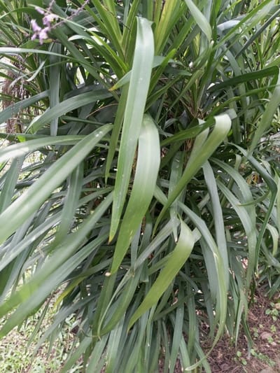 The image displays a dense cluster of long, strap-like green plant leaves, likely a variety of ornamental grass or a similar botanical specimen, situated in New Serchhip, India. The leaves, varying in shade from dark to lighter green, exhibit minor imperfections including small white spots and some yellowing or browning at the tips. Sparse, dry vegetation and visible soil are present at the base of the plant. A few small, indistinct purple or pink blossoms are visible in the upper left background among thinner foliage. No people, animals, or artificial objects are depicted in the scene.