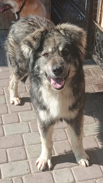 A large, fluffy dog with gray and white fur stands on a paved courtyard. The dog is facing the camera with its mouth open and tongue visible, appearing to pant. Its eyes are a warm brown color. The dog's paws are visible on the cobblestone ground. In the background, another dog, lighter in color, is partially visible. A dark metal fence and wooden structures are also present in the background. The scene is lit by sunlight, casting shadows on the ground. The location is specified as the city of Pavino, Russia.