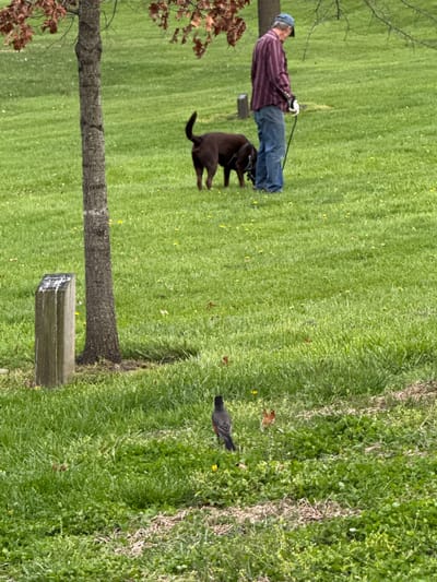 In an outdoor scene in Grove City, Ohio, United States of America, a person wearing a blue baseball cap, striped long-sleeve shirt, jeans, and white gloves is walking a chocolate labrador retriever on a leash across a grassy lawn. The dog appears to be mid-stride, tail slightly raised. A bird is on the grassy lawn. A tree is on the left side of the image.