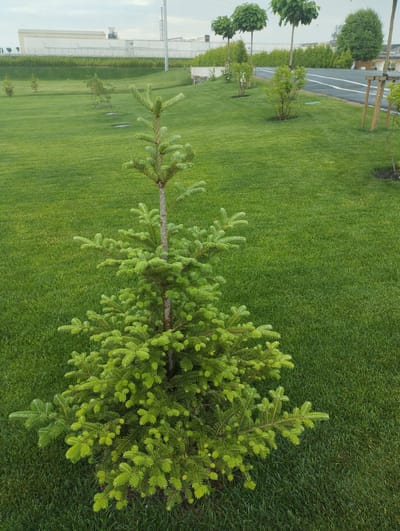 The image shows a small evergreen tree in a well-maintained park or garden setting. The tree has bright green needles and a slender trunk. It is surrounded by a lush green lawn that extends to the horizon. In the background, there are several other trees, some with rounded canopies and others with more natural shapes. Beyond the trees, a long, low building with a light-colored facade is visible, possibly an industrial or commercial structure. A paved road with white lines runs alongside the grassy area. The sky is overcast, suggesting a cloudy day. The overall scene conveys a sense of order and landscaping, with a focus on natural elements within a developed area. No people are visible in the image, and no text is present. The location context is Romanivka, Ukraine.