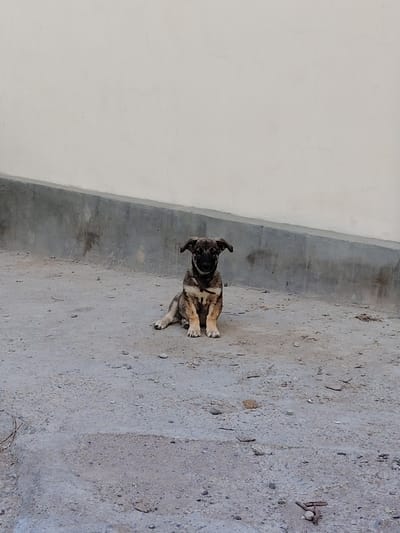 A single, small, brown and black puppy sits on a rough, dusty ground in front of a concrete wall. The puppy is facing forward with its ears perked up and its tail tucked between its legs. The ground is composed of dirt and small pebbles, with a few scattered leaves and twigs. A concrete curb runs along the base of the wall, which appears to be painted white but is weathered and cracked in places. The scene is outdoors and appears to be in an urban or semi-urban environment. The lighting suggests it is daytime.