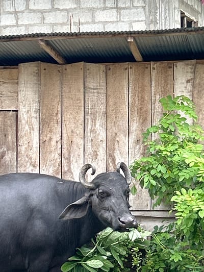 The media file depicts a dark-colored buffalo standing in front of a wooden wall. The buffalo is partially visible, with its head and upper body in focus. It appears to be eating or reaching for some green foliage that is situated above and to its right. The buffalo has large, curved horns and floppy ears.
The background consists of a wooden wall constructed from horizontal planks of varying shades of brown, suggesting it might be a weathered or rustic structure. To the left of the wooden wall, a corrugated metal structure is visible, with a textured surface and vertical ridges. Adjacent to the metal structure, there is a glimpse of a light-colored, possibly stone or brick, wall with a tiled pattern.
The scene is likely outdoors, given the natural lighting and the presence of foliage. The time of day is indeterminate, but the lighting suggests it is daytime. The weather is also not explicitly indicated, but the lush green leaves imply it is not a dry season. The overall setting appears to be in a rural or agricultural area. There is no visible text in the image. The activity captured is the buffalo engaged in feeding. The image is oriented in portrait mode.