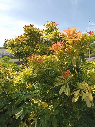 This image is a medium shot of a flowering shrub with vibrant orange and yellow leaves, set against a clear blue sky. The shrub is densely packed with foliage, with some leaves exhibiting a variegated pattern of green and yellow, and new growth appearing in striking shades of orange and red. The foreground is dominated by the shrub, while in the background, a hint of urban landscape is visible, suggesting a location in the city of Dungloe, Ireland. A white building with a red car parked in front is partially obscured by the foliage on the left side of the frame. A street light is visible on the right side, and a paved road runs horizontally across the mid-ground. The overall impression is one of a sunny day, with the lush greenery and colorful blooms adding to the natural beauty of the scene.
