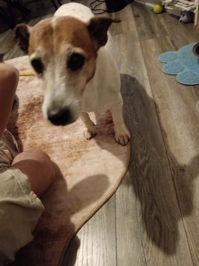 A Jack Russell terrier dog stands on a rug indoors, with its front paws on the rug and hind legs on a wooden floor. The dog has brown and white markings. To the left of the dog, a person's leg, clad in light-colored shorts, is visible. In the background, a blue paw-shaped mat and a dog bowl are on the wooden floor. The scene is set within a residential interior.