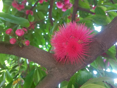 This media file is a close-up, eye-level shot of a blooming pink flower on a tree branch, with more flowers and green leaves in the background. The focus is on a single, large, bright pink flower with numerous delicate filaments, resembling a spiky ball, and a cluster of smaller pink buds to its left. The branch is rough-barked and brown, extending diagonally across the frame from the lower left to the upper right. The background is a blur of green foliage, with some out-of-focus pink flowers and bright, circular light spots, possibly indicating sunlight filtering through the leaves.
The scene appears to be an outdoor setting, likely a garden or natural environment, given the presence of a tree with flowers and leaves. The lighting suggests it could be daytime, with sunlight creating bokeh effects in the background. The overall mood is natural and vibrant, highlighting the beauty of the blooming flowers. The location context is Blangcot Tunong, Indonesia. There is no visible text in the image.