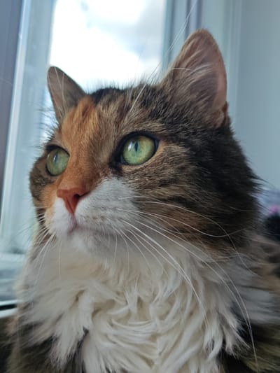 A close-up, eye-level shot focuses on the head and chest of a calico cat sitting near a window. The cat's fur is a mix of brown, black, orange, and white. Its bright green eyes are looking upwards and slightly to the left. The cat has a pink nose and long, white whiskers. The background is blurred, showing a window with a bright sky visible through it, suggesting an outdoor scene in Заклинье, Russia.