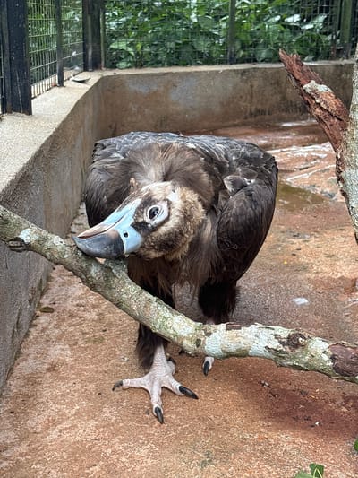 A dark-feathered vulture with a light blue beak is perched on a branch in an enclosure. The vulture's head is tilted down, and its eye is visible. Its talons are gripping the branch. The enclosure appears to be outdoors, with a concrete wall and floor. There is some vegetation visible outside the enclosure, and a metal fence. The ground is wet in places, suggesting it may have recently rained. The overall impression is of a captive animal in a somewhat naturalistic environment. There are no people visible in the image. The vulture is the sole subject.