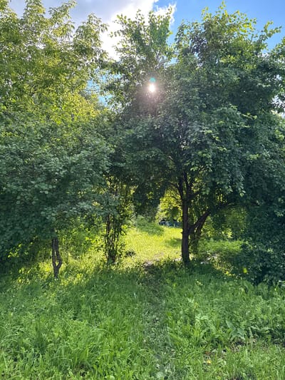 This is a full-frame, eye-level, outdoor shot of a sun-dappled clearing in a wooded area. In the foreground, tall green grass is abundant. Two trees with dense green foliage stand prominently in the mid-ground, creating an archway effect. The sun is visible through the branches of the trees, casting lens flares and bright highlights. Beyond the trees, a patch of well-lit green grass is visible, with what appear to be two dark-colored lounge chairs set up in the distance. The sky above is blue with scattered white clouds. The scene suggests a peaceful, natural setting in or near the village of Bolshoy Turysh, Russia.