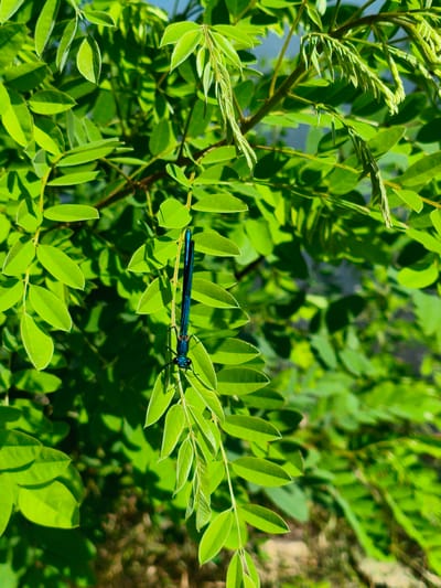 A close-up, eye-level shot captures a metallic blue damselfly perched vertically on a vibrant green leaf. The damselfly is the sole focal point in the image, its iridescent body and delicate wings clearly visible. The background is a dense tapestry of green foliage, with a hint of blue sky peeking through at the top. The lighting suggests a bright, sunny day. The scene is set in Krushare, Bulgaria, amidst the natural beauty of its surroundings.