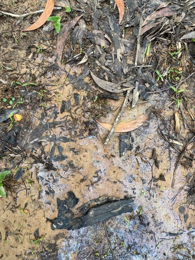 The image depicts a close-up view of the ground in what appears to be a natural environment, possibly a forest floor or park area, located in Ko Siboya, Thailand. The ground is a mixture of wet soil, mud, and decaying organic matter. Scattered across the surface are numerous pieces of dark, charred wood, likely remnants of a fire. Several dried eucalyptus leaves, some with a reddish-brown hue, are also visible, along with small green sprouts of vegetation pushing through the debris. In one section of the mud, a thin iridescent sheen is present, suggesting the presence of a liquid such as oil or petroleum, which is interacting with the water on the ground. The overall impression is one of a natural setting that has recently experienced a fire, with the added element of an environmental contaminant on the wet ground. There are no people or animals visible in the image.