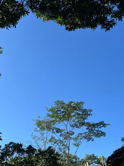 The image shows a view looking up at the sky in Magelang, Indonesia. The sky is clear and blue. Trees surround the edges of the frame. The foliage on the left is dense and dark green. On the right, there are a variety of trees including a lighter, sparser one with thinner branches and leaves. A building structure is also partially visible in the upper right corner.