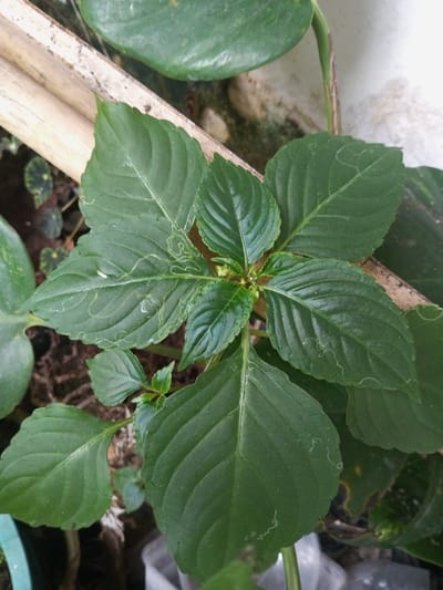 A plant with deep green, veined leaves arranged symmetrically around a central stem dominates the frame. The leaves show signs of leaf miner damage, appearing as white, winding lines across their surfaces. A bamboo pole and other greenery are visible in the background, contributing to a garden or outdoor setting. The plant is thriving, but shows signs of some pest damage, and it is surrounded by other plants and materials.