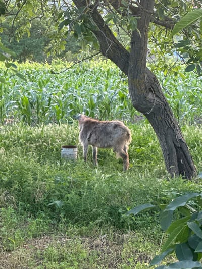 The image shows a goat standing in a field of tall green grass and corn stalks. A large, gnarled tree trunk arches over the scene from the left. The goat is medium-sized with shaggy, light brown fur. It is facing to the left, with its head down, possibly grazing. Behind the goat, a weathered metal bucket stands upright in the grass.

The setting appears to be rural, likely a farm or pasture, in Capaclia, Moldova. The abundance of greenery suggests a warm, possibly summer day. The lighting indicates it is daytime, with sunlight illuminating the scene. The background is filled with more vegetation, including trees and crops, creating a natural and somewhat wild environment. The overall impression is one of a peaceful, pastoral moment. There is no visible text in the image.