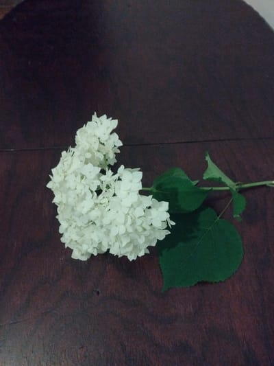A single white hydrangea bloom with green leaves lies on a dark wooden surface. The bloom is clustered and fluffy, with many small individual petals. The leaves are broad and ovate with serrated edges. The wooden surface has a visible grain pattern and appears to be a tabletop. There are no people or other objects in the image. The image was taken in Zhytomyr, Ukraine.