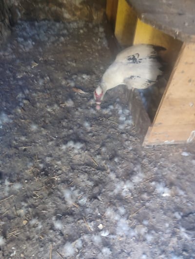 The image shows a close-up, high-angle view of a domestic duck foraging on the floor of what appears to be a coop. The duck is primarily white with black markings on its back and wings. Its beak is pink, and it has red skin around its eyes. The floor is covered with dark soil, straw, and numerous white feathers, suggesting the bird is molting or the coop is due for cleaning. The background is dimly lit and includes parts of wooden structures, possibly nesting boxes or walls, painted in yellow and brown hues. One of the wooden structures is in the foreground on the right side of the image, appearing as a slanted wall of a nesting area. The lighting suggests it might be daytime, but the indoor setting makes it difficult to determine the exact time. The overall impression is one of a functional, albeit somewhat messy, farm environment. The duck appears focused on searching for food or something on the ground. No people are visible in the frame. There is no visible text in the image. The location context provided is Novosamarka, Ukraine.
